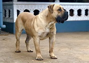 jacob mufasa boerboel