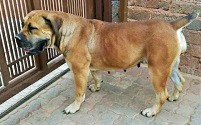 skyland boerboels