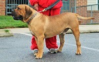 skyland boerboels